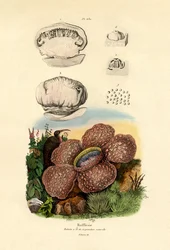 Rafflezja, 1833-39